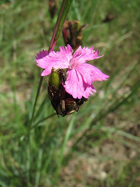 File:20170611Dianthus carthusianorum2.jpg