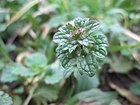 20180129Lamium amplexicaule.jpg