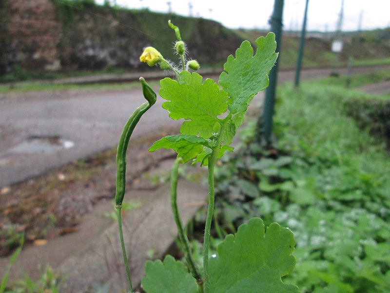 File:20191007Chelidonium majus2.jpg