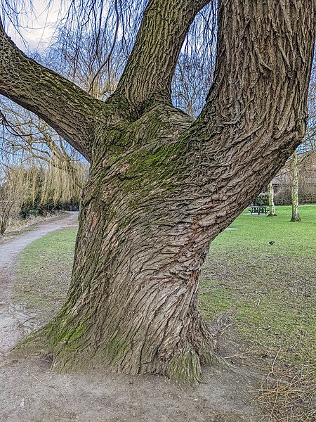 File:2022-02-12 - Tree in grounds of Waltham Abbey.jpg