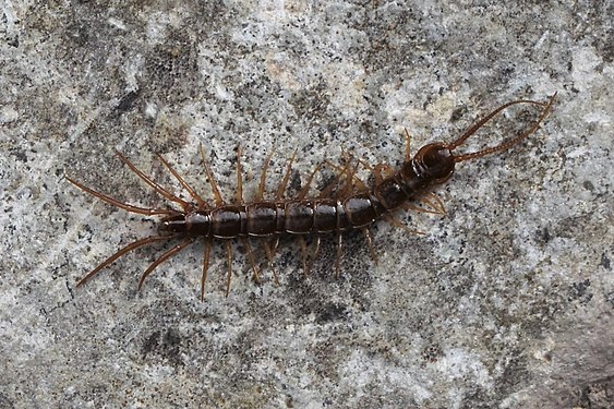 Centipede