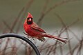 * Nomination Northern Cardinal, mid-hop, Glastonbury, CT USA --Pdanese 20:21, 27 December 2023 (UTC) * Promotion Good quality. --Bgag 00:53, 28 December 2023 (UTC)