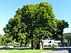 2 linden trees by the chapel at the Läuterhäusle.jpg