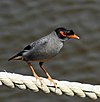 3485c myna,bank bithur 2007may05 09.46.54.jpg