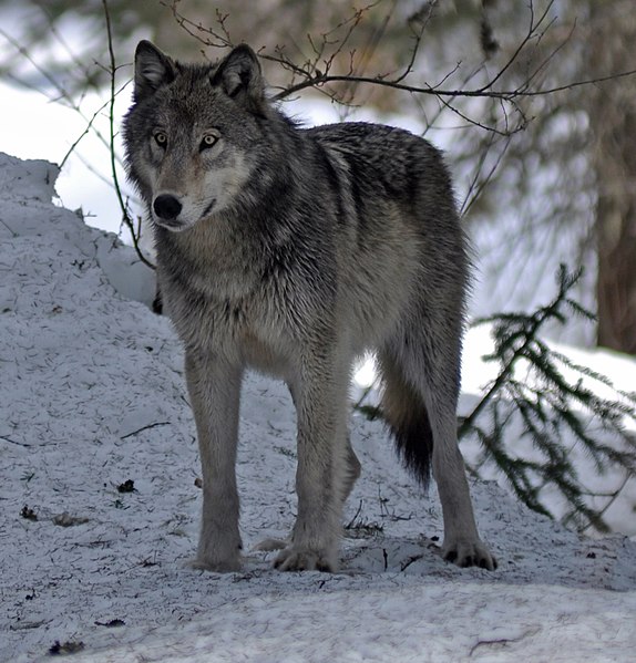 File:4-10-12-wolf-1 (cropped).jpg