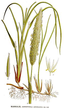 C. arenaria (sin. Ammophila arenaria), ilustracija.