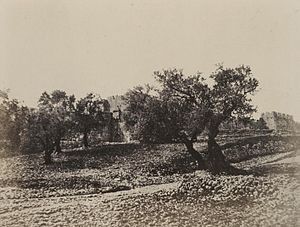 A. Salzmann - Porte d'Hérode - Jerusalem.jpg