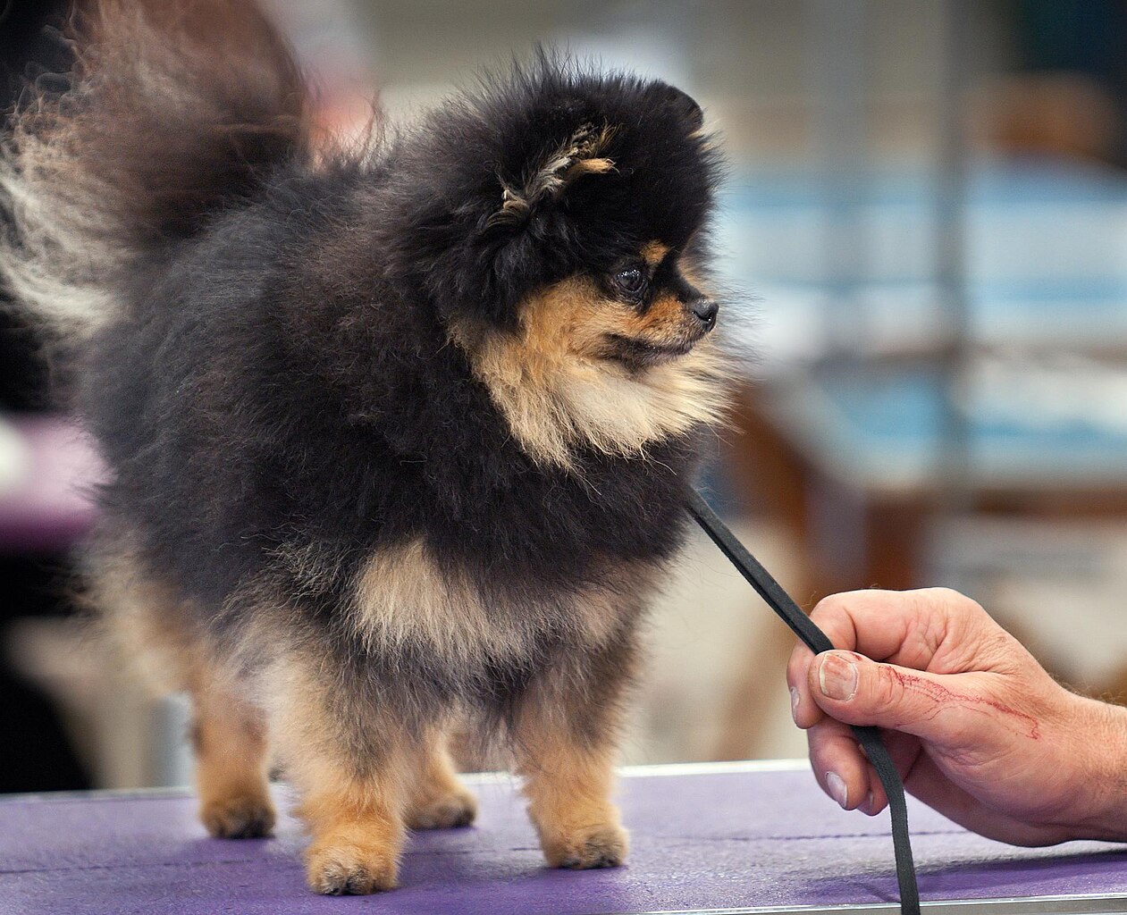Sjældent uanset genopretning File:AKC Pomeranian Dog Show 2011.jpg - Wikimedia Commons