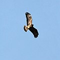 Buzard (Buteo buteo)