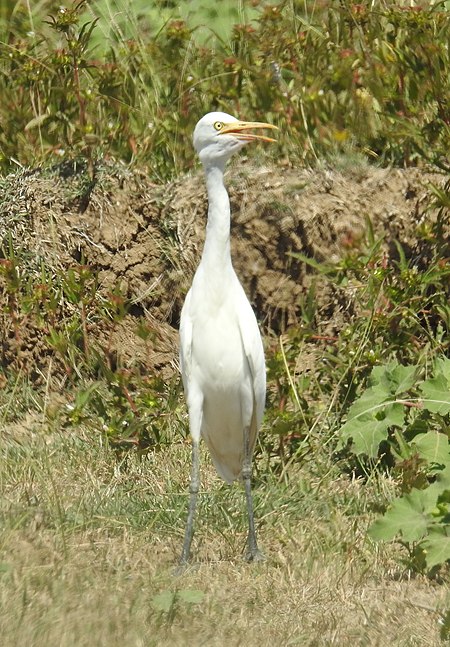 Cò ruồi