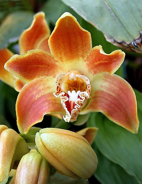 File:A and B Larsen orchids - Chysis aurea DSCN1653 - cropped.jpg