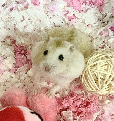 File:Dwarf hamster.jpg - Wikipedia