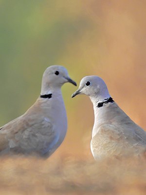 A pair from Mangaon, Maharashtra, India