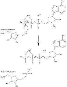 Mechanism of phosphofructokinase 1 AbhinavBiochemMechanism.JPG