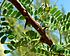 Acacia greggii thorns.jpg