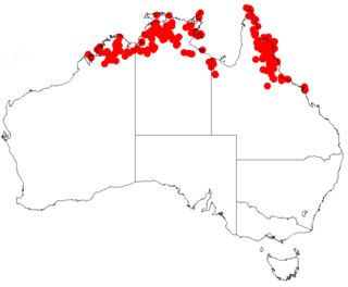 <i>Acacia humifusa</i> Species of legume