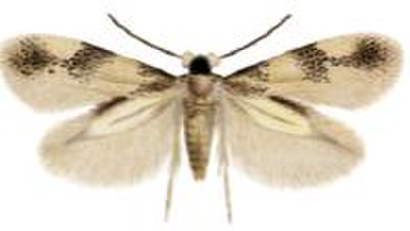 Acalyptris platani