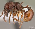 Acanthomyrmex concavus casent0101061 perfil 1.jpg