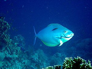 Acanthurus Mata