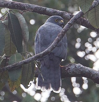 <span class="mw-page-title-main">Moluccan goshawk</span> Species of bird