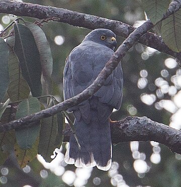 Moluccan goshawk