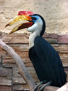 Aceros corrugatus -Attica Zoo Park, Athènes, Grèce -male-8a.jpg