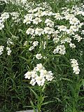 Vignette pour Achillea ptarmica