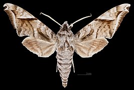 Acosmeryx naga hissarica MHNT CUT 2010 0 414 Afghanistan, male dorsal.jpg