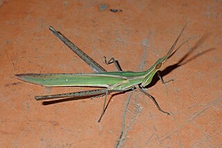 <i>Acrida willemsei</i> Species of grasshopper