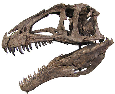 Tập_tin:Acrocanthosaurus_Hendrickx.jpg