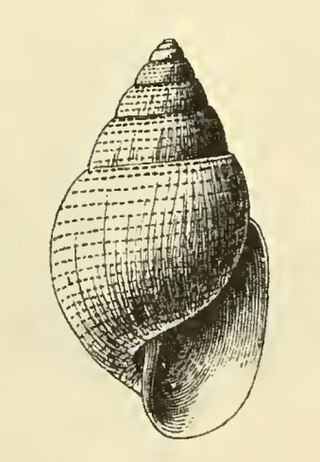 <i>Acteon danaida</i> Species of marine gastropod