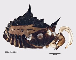 Acuclavella merickeli