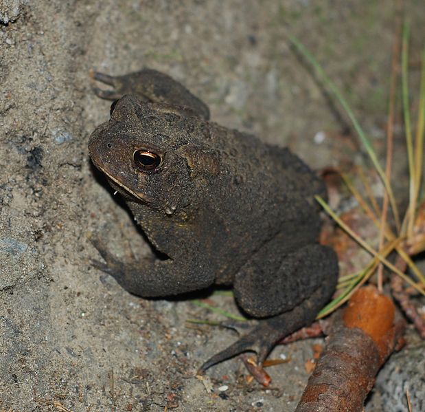 File:Adirondacks - American Toad - 06.JPG