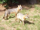 Adult Male & Female Grey Fox.jpg