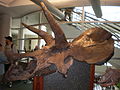 An adult Triceratops horridus skull on display at the University of California Museum of Paleontology in Berkeley, California.