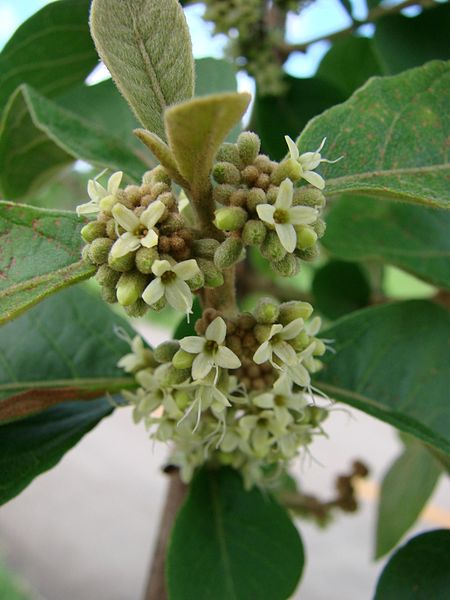 Tập_tin:Aegiphila_lhotzkiana_flowers.jpg