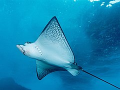 Spotted eagle ray