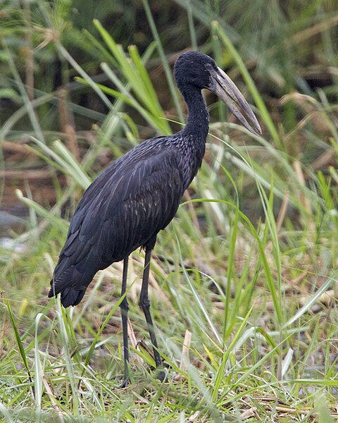 File:African Openbill (Anastomus lamelligerus).jpg