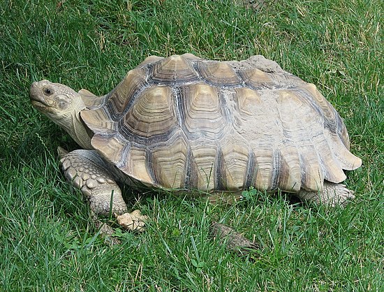 Черепахи новосибирск. Сульката черепаха. Geochelone sulcata. Шпороносные черепахи. Африканская шпороносная черепаха.