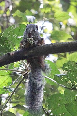 Common oil palm squirrel (Protoxerus stangeri)