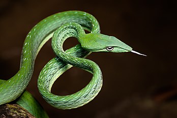 Serpent colubridé de l'espèce Ahaetulla prasina. (définition réelle 7 360 × 4 912)