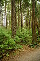 Mixed forest with Picea sitchensis, Sitka National Historic Park, Alaska