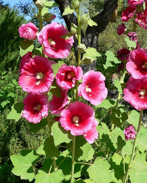 Alcea rosea, the hollyhock, is a common garden flower in Malvaceae