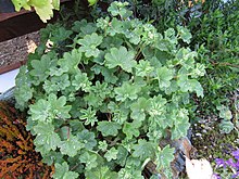 Alchemilla эритроподасы (5644020803) .jpg