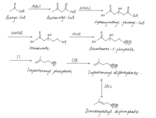 Alternate MVA pathway, occupied in archaea cells for synthesis of isoprenoid chains of archaeol. The last three steps (catalyzed by unknown enzyme ??, IPK and IDI2, respectively) differ from typical MVA pathway. Alternate MVA pathway.png