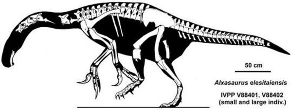 Skeletal composite of two specimens of Alxasaurus