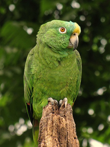 File:Amazona ochrocephala (Lora común) (14053205595).jpg