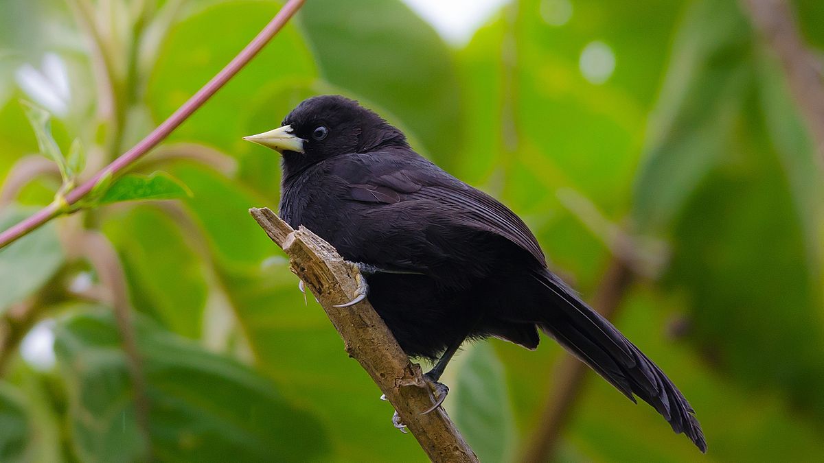 File:Yellow-winged Cacique.jpg - Wikipedia