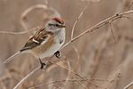 Thumbnail for File:American Tree Sparrow (8316242847).jpg