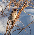 * Nomination American tree sparrow in Central Park --Rhododendrites 01:19, 29 March 2021 (UTC) * Promotion  Support Good quality. --Basile Morin 03:27, 29 March 2021 (UTC)